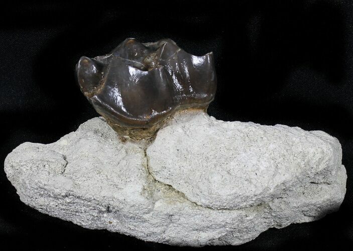 Fossil Brontotherium (Titanothere) Molar - South Dakota #31451